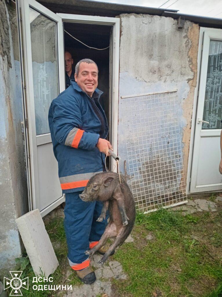 В Одессе спасатели вытащили из ямы двух поросят