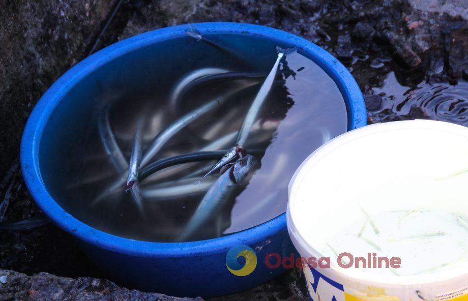 В Одесской области запрещают рыбачить в зимовальных ямах В Одесской области запрещают рыбачить в зимовальных ямах