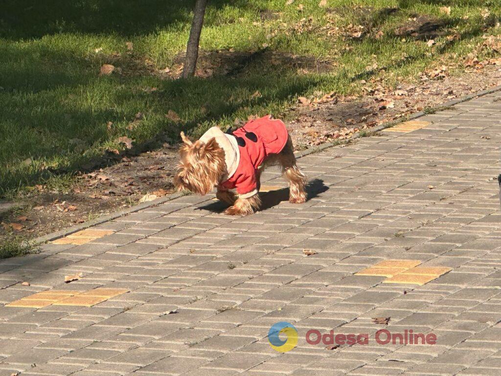Гербарій кольорів і настроїв: в Одесі остаточно запанувала осінь