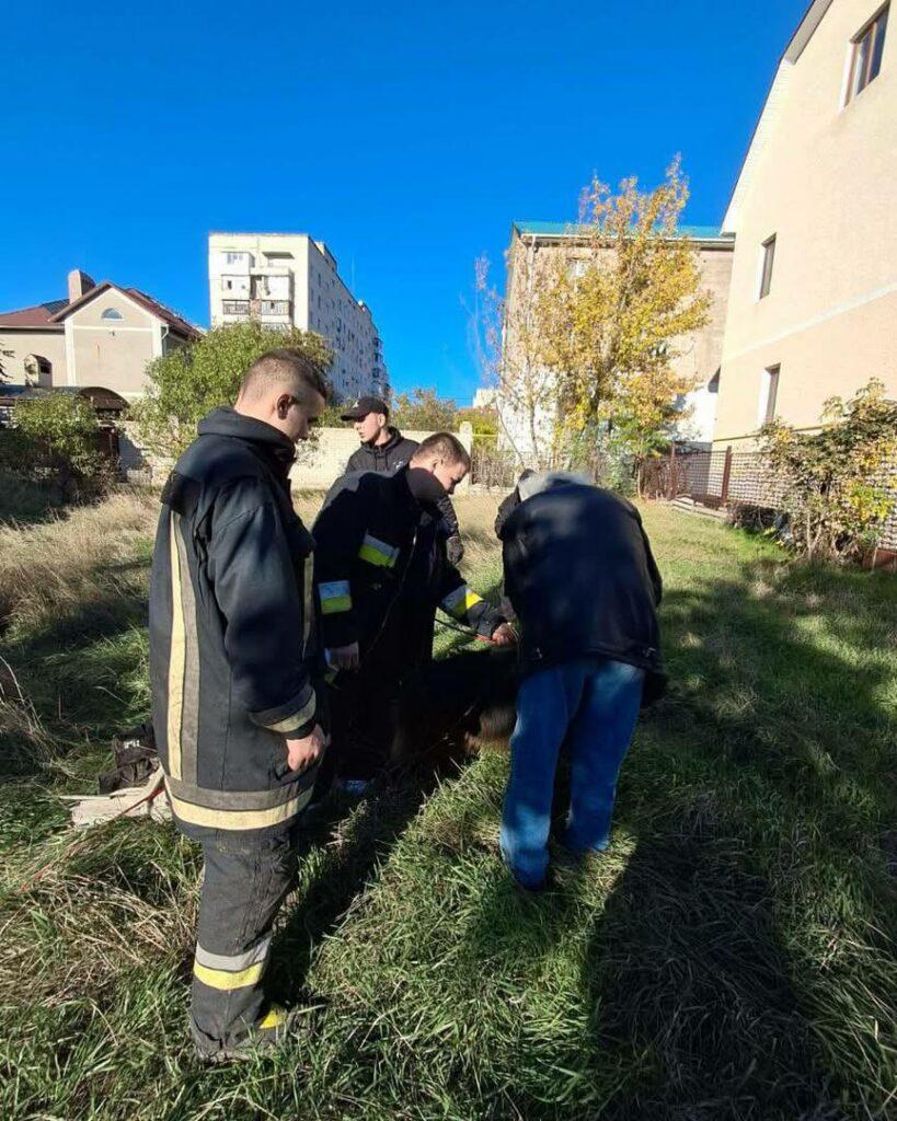 В Одесі вівчарка провалилася в глибокий колодязь В Одесі вівчарка провалилася в глибокий колодязь