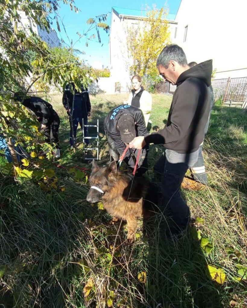 В Одесі вівчарка провалилася в глибокий колодязь В Одесі вівчарка провалилася в глибокий колодязь