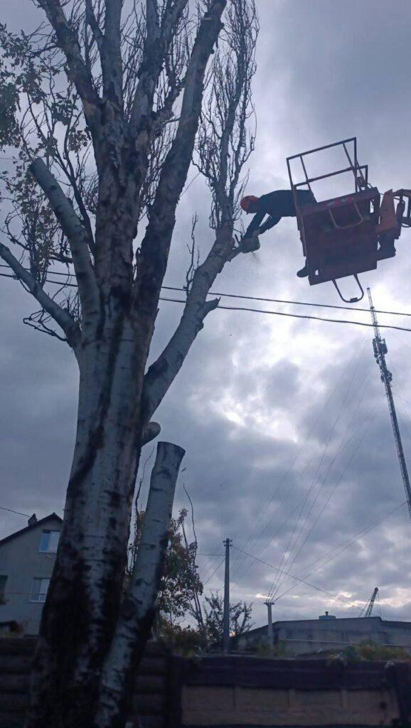 Понад тисячу аварійних дерев знесли в Одесі з початку року