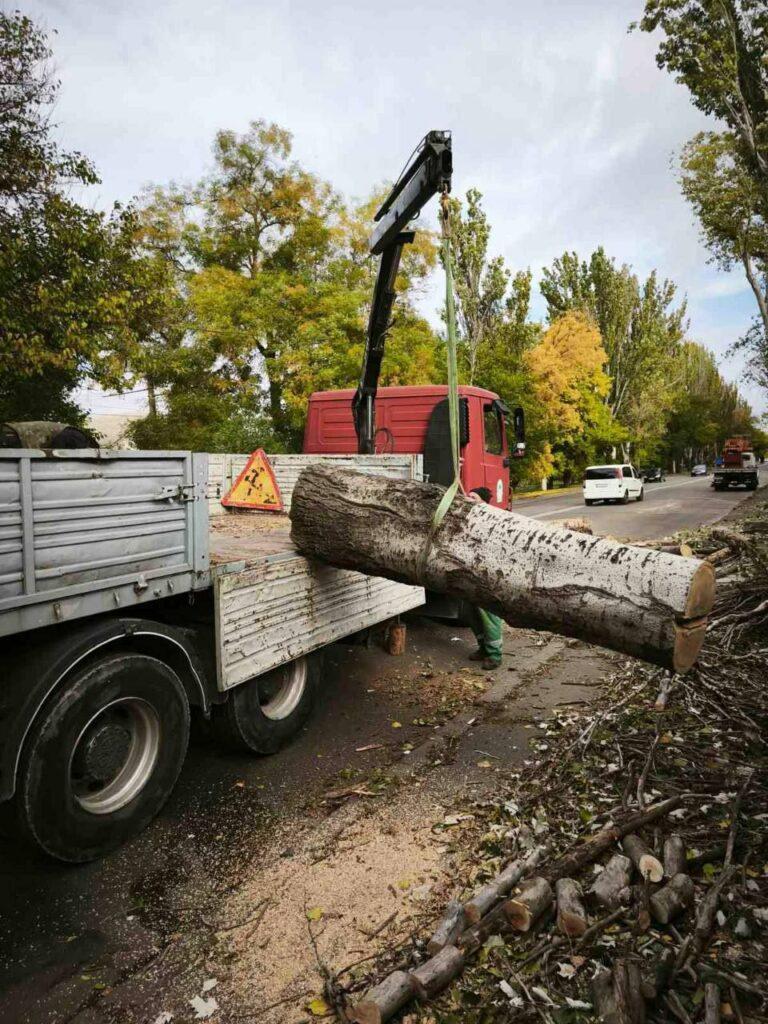 Понад тисячу аварійних дерев знесли в Одесі з початку року