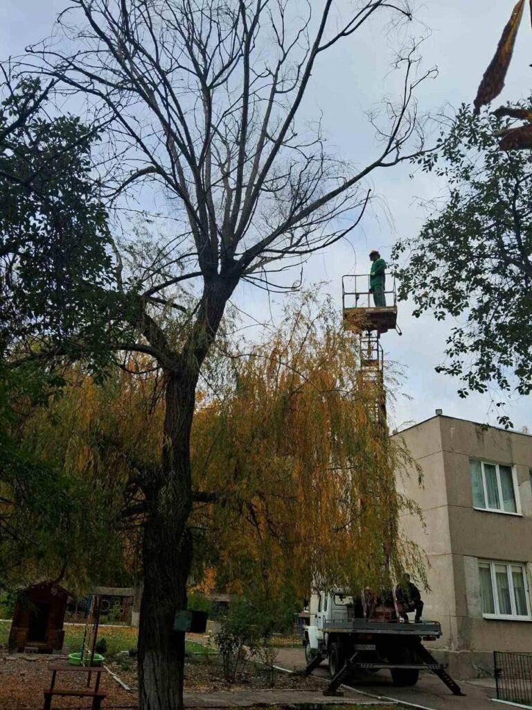 Понад тисячу аварійних дерев знесли в Одесі з початку року
