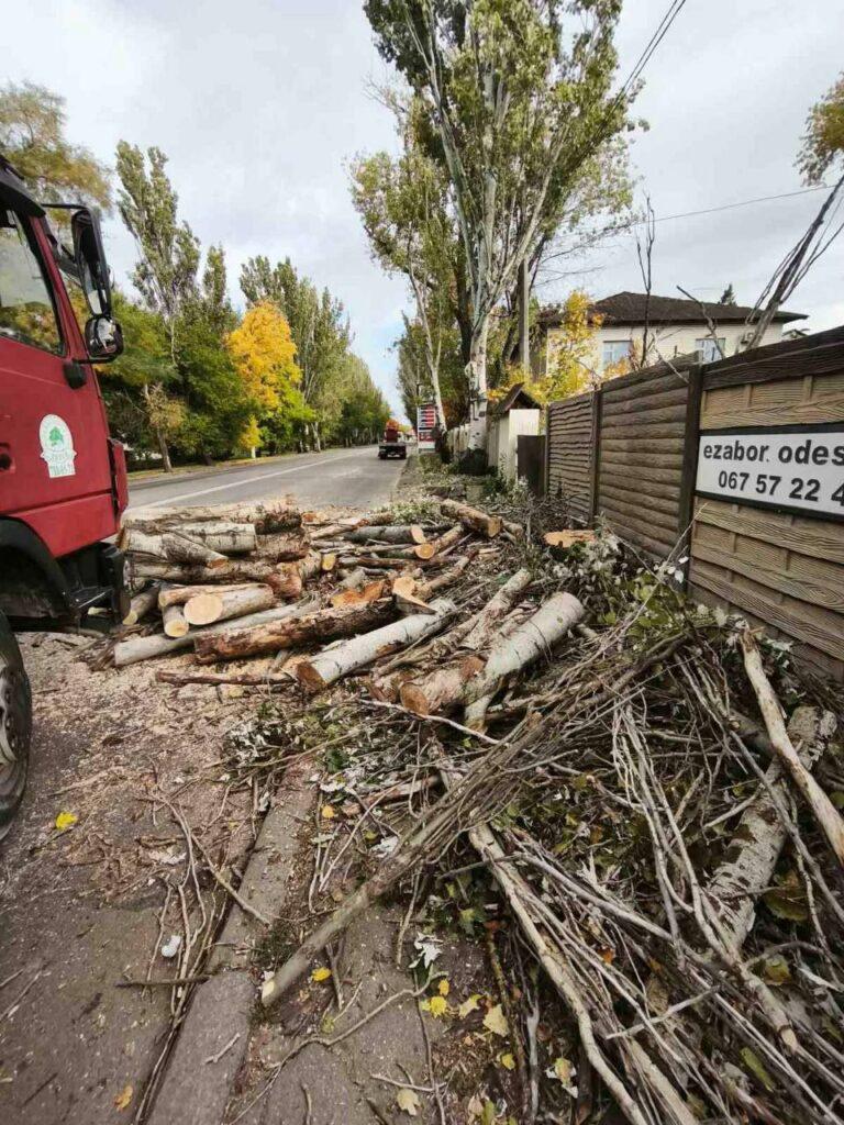 Понад тисячу аварійних дерев знесли в Одесі з початку року