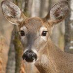 Травмирование оленя в Одесском зоопарке: как чувствует себя животное через месяц