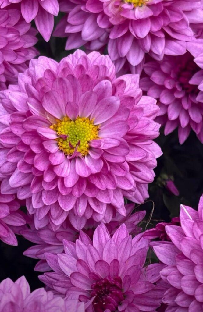 Королева осіннього саду: в Одесі розцвіли різнокольорові хризантеми Королева осіннього саду: в Одесі розцвіли різнокольорові хризантеми