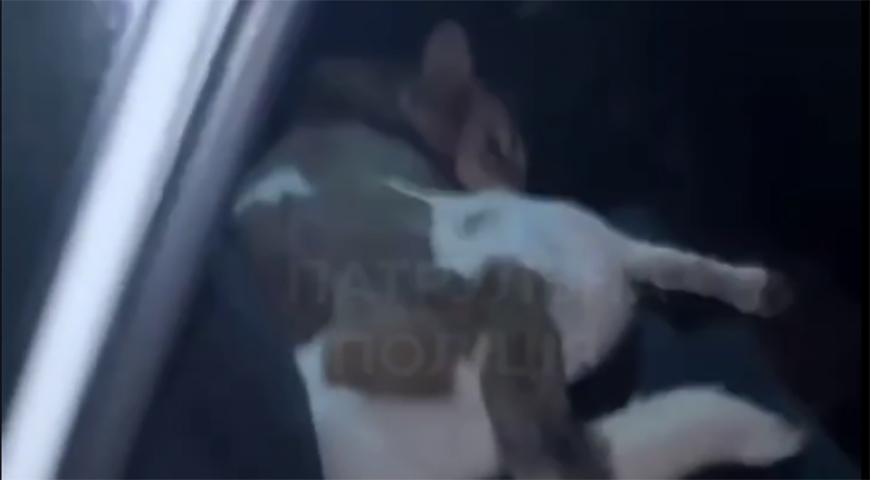 Відео з нібито наїздом патрульних на собаку: у полїції стверджують — пес загинув після наїзду невстановленого авто