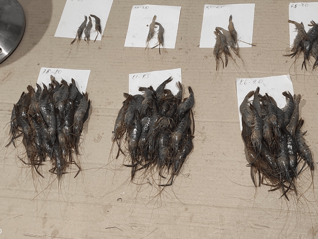 На Хаджибейском лимане зафиксировали падение уровня воды и рост минерализации