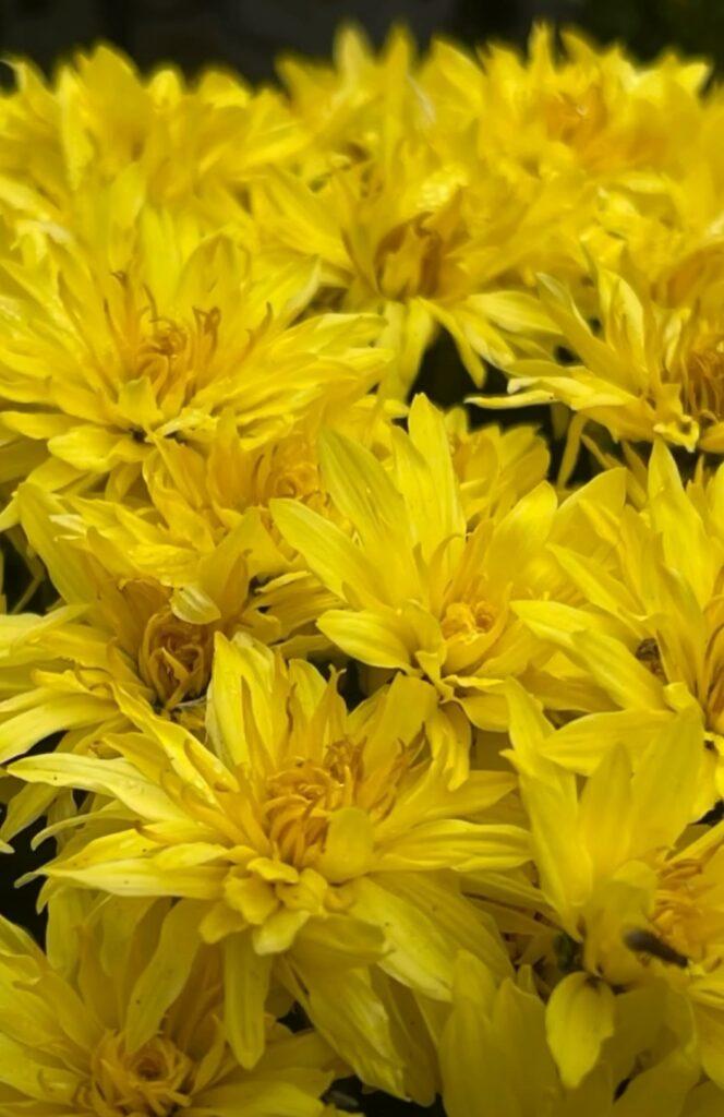 Королева осіннього саду: в Одесі розцвіли різнокольорові хризантеми Королева осіннього саду: в Одесі розцвіли різнокольорові хризантеми