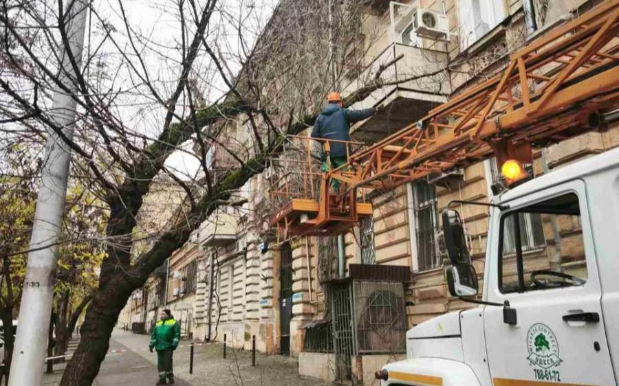 Более полутора тысяч аварийных деревьев снесли в Одессе с начала года Более полутора тысяч аварийных деревьев снесли в Одессе с начала года