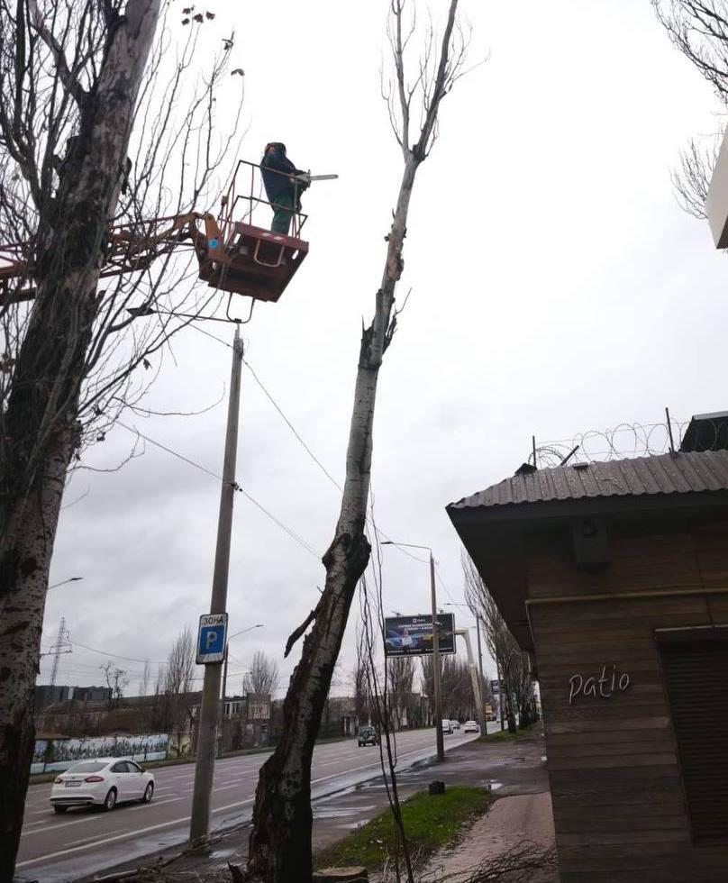 Понад півтори тисячі аварійних дерев знесли в Одесі з початку року Более полутора тысяч аварийных деревьев снесли в Одессе с начала года