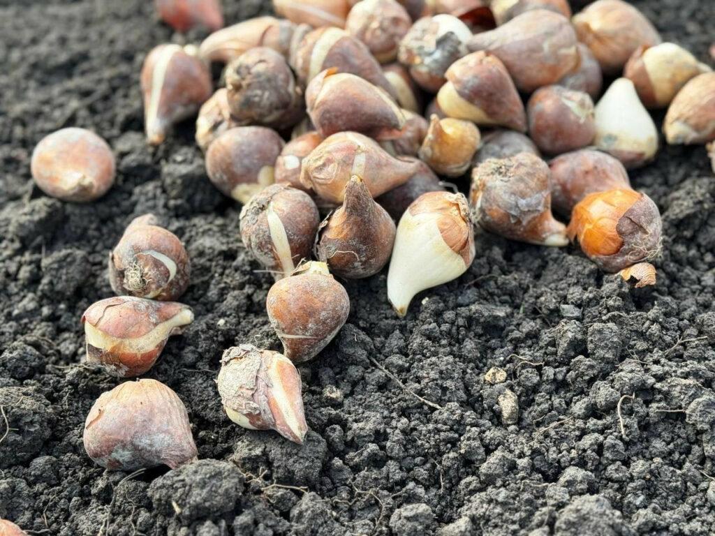 Квіткове серце в кольорах прапору прикрасить навесні один із парків Одеси