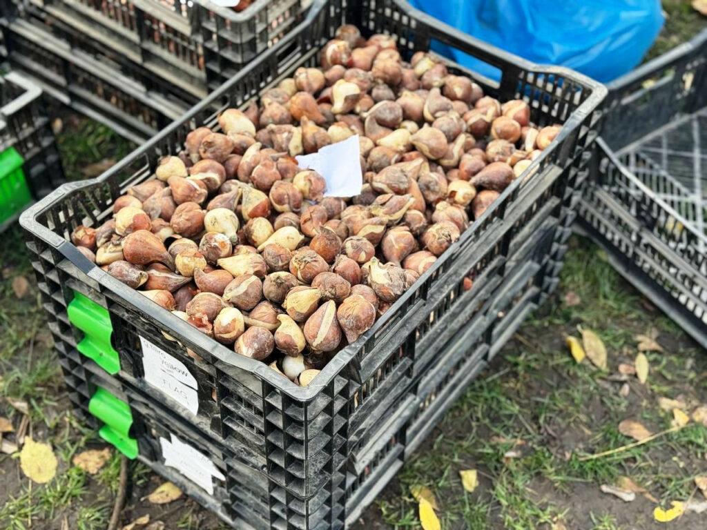 Квіткове серце в кольорах прапору прикрасить навесні один із парків Одеси