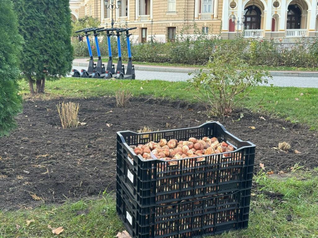 Квіткове серце в кольорах прапору прикрасить навесні один із парків Одеси