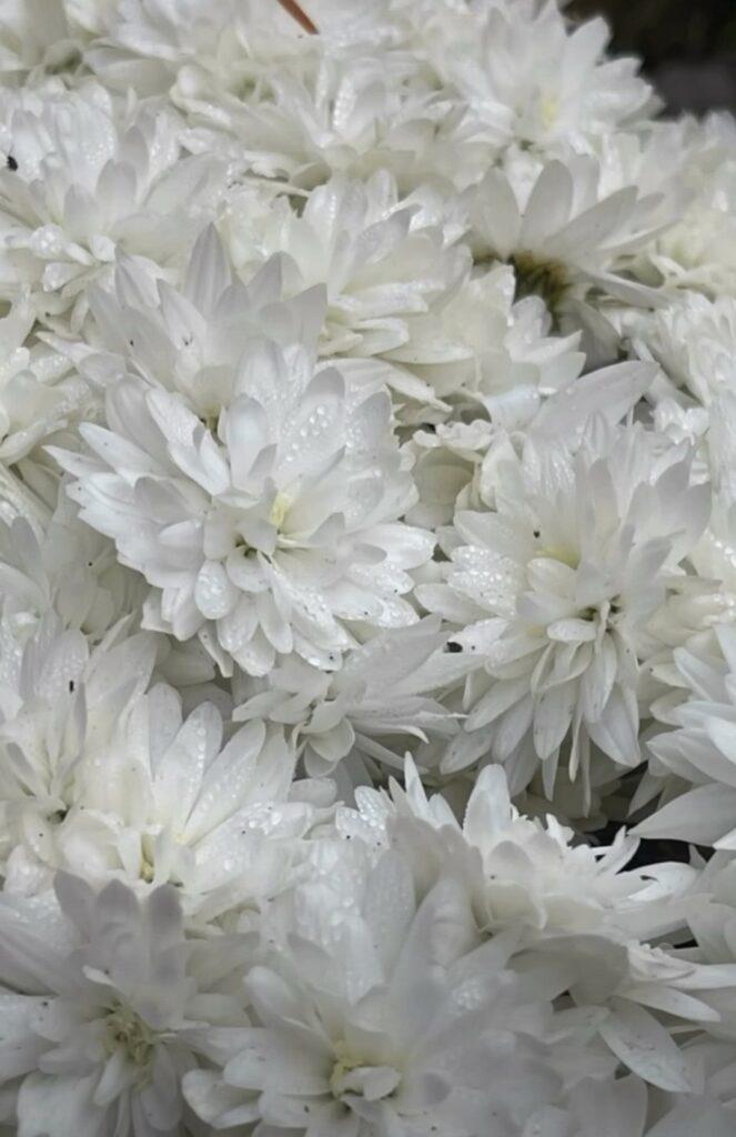 Королева осіннього саду: в Одесі розцвіли різнокольорові хризантеми Королева осіннього саду: в Одесі розцвіли різнокольорові хризантеми