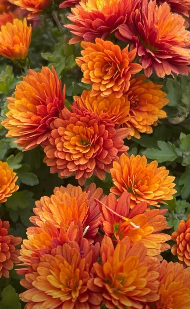Королева осіннього саду: в Одесі розцвіли різнокольорові хризантеми Королева осіннього саду: в Одесі розцвіли різнокольорові хризантеми