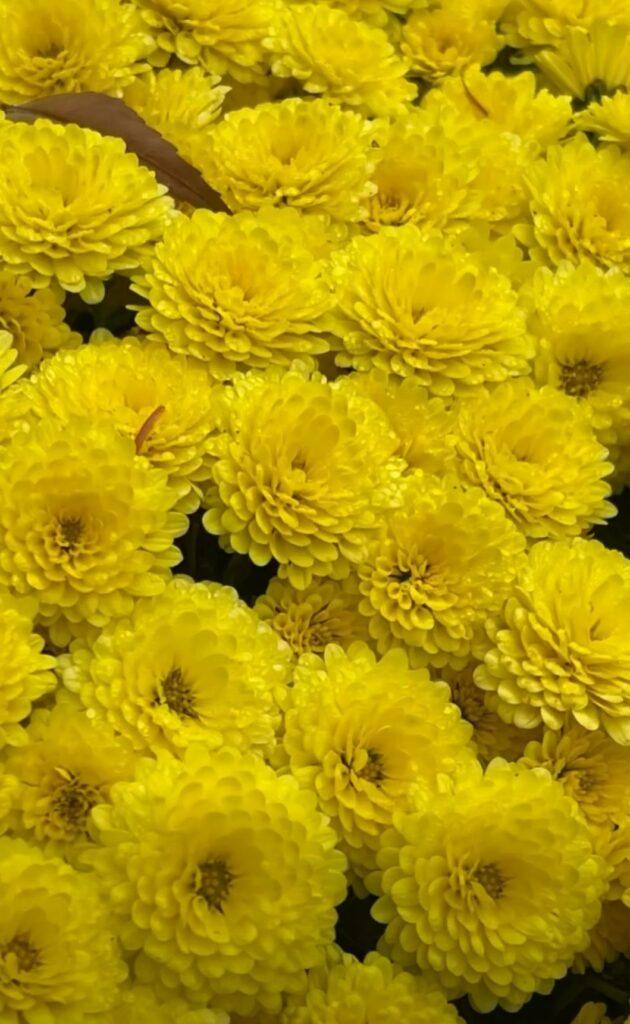 Королева осіннього саду: в Одесі розцвіли різнокольорові хризантеми Королева осіннього саду: в Одесі розцвіли різнокольорові хризантеми