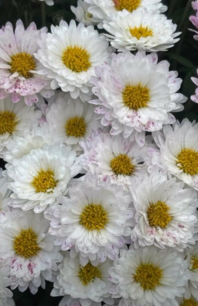 Королева осіннього саду: в Одесі розцвіли різнокольорові хризантеми Королева осіннього саду: в Одесі розцвіли різнокольорові хризантеми