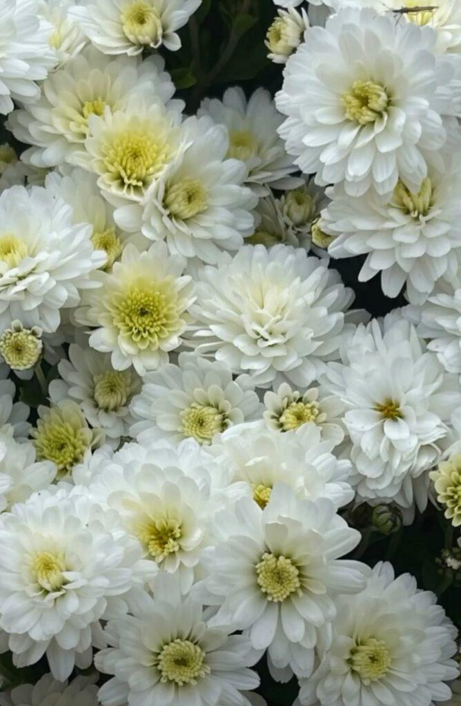 Королева осіннього саду: в Одесі розцвіли різнокольорові хризантеми Королева осіннього саду: в Одесі розцвіли різнокольорові хризантеми