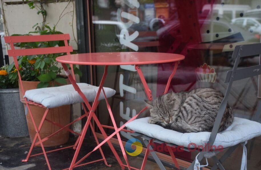 Одещина – у п’ятірці лідерів за кількістю нових фопів у сфері кафе та ресторанів