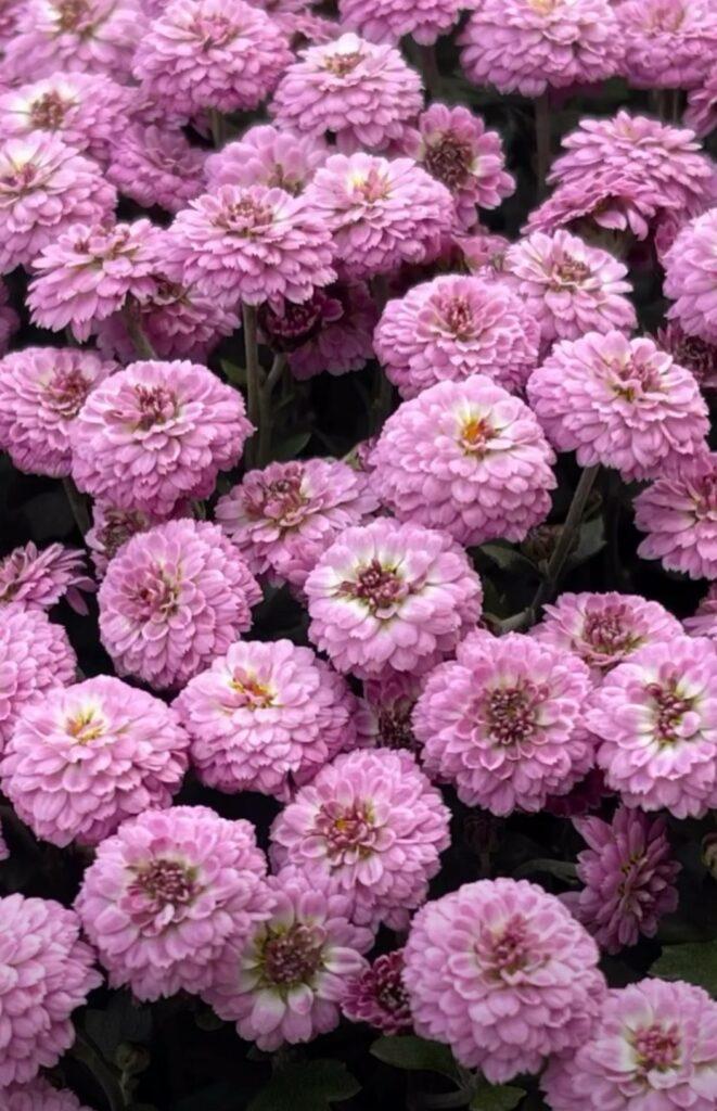 Королева осіннього саду: в Одесі розцвіли різнокольорові хризантеми Королева осіннього саду: в Одесі розцвіли різнокольорові хризантеми