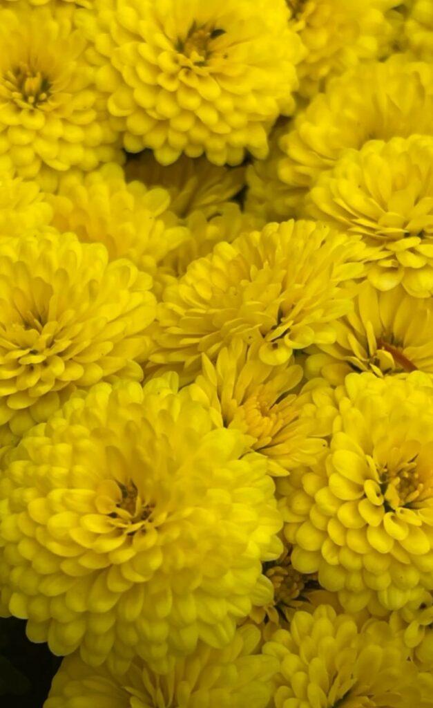 Королева осіннього саду: в Одесі розцвіли різнокольорові хризантеми Королева осіннього саду: в Одесі розцвіли різнокольорові хризантеми