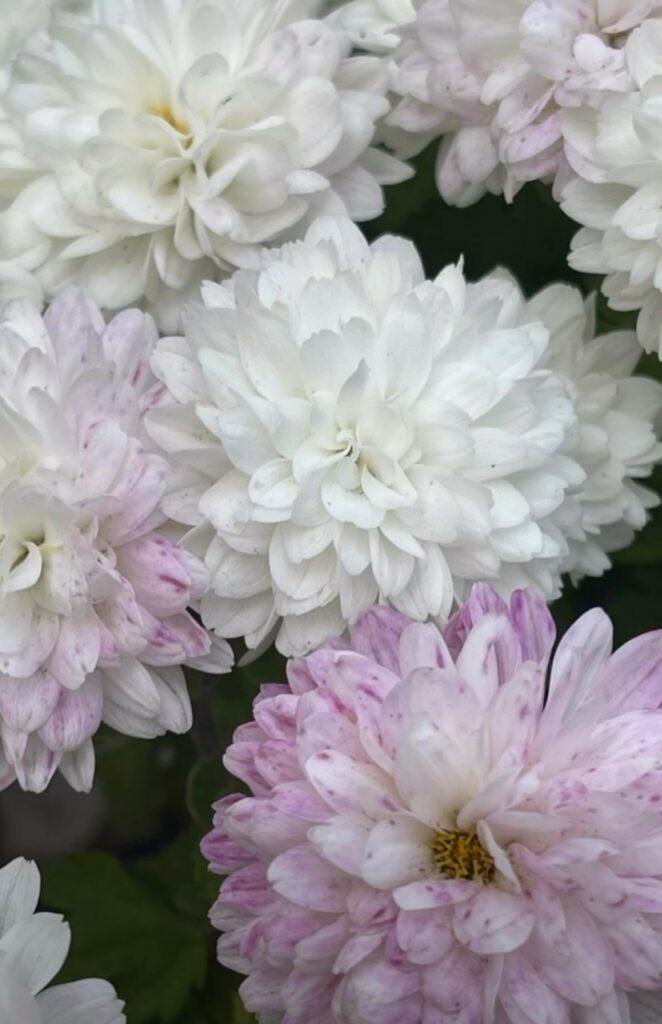 Королева осіннього саду: в Одесі розцвіли різнокольорові хризантеми Королева осіннього саду: в Одесі розцвіли різнокольорові хризантеми