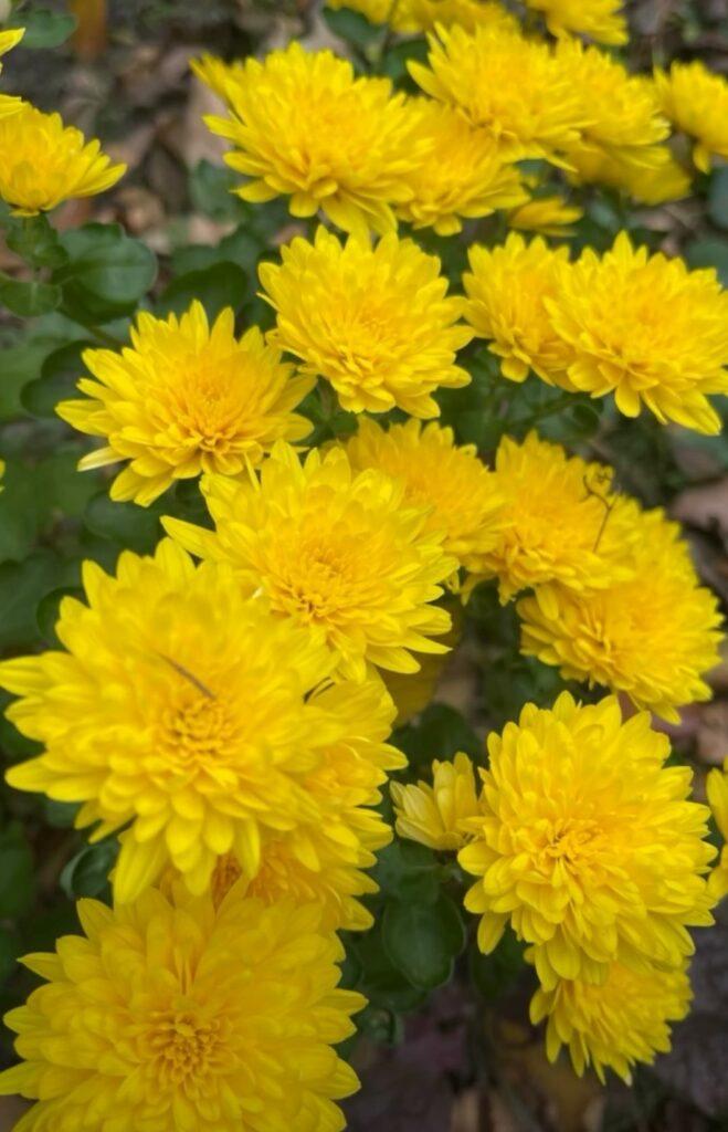 Королева осіннього саду: в Одесі розцвіли різнокольорові хризантеми Королева осіннього саду: в Одесі розцвіли різнокольорові хризантеми