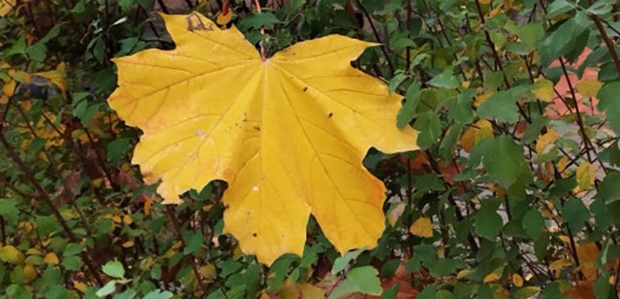 Якою буде погода в Одесі та області 9 листопада