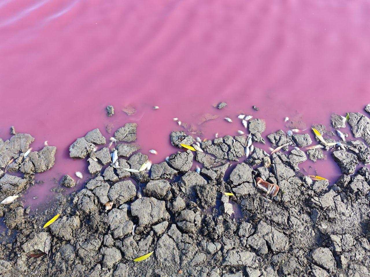 Токсичные водоросли обнаружили в ярко-розовом водоеме в Одесской области