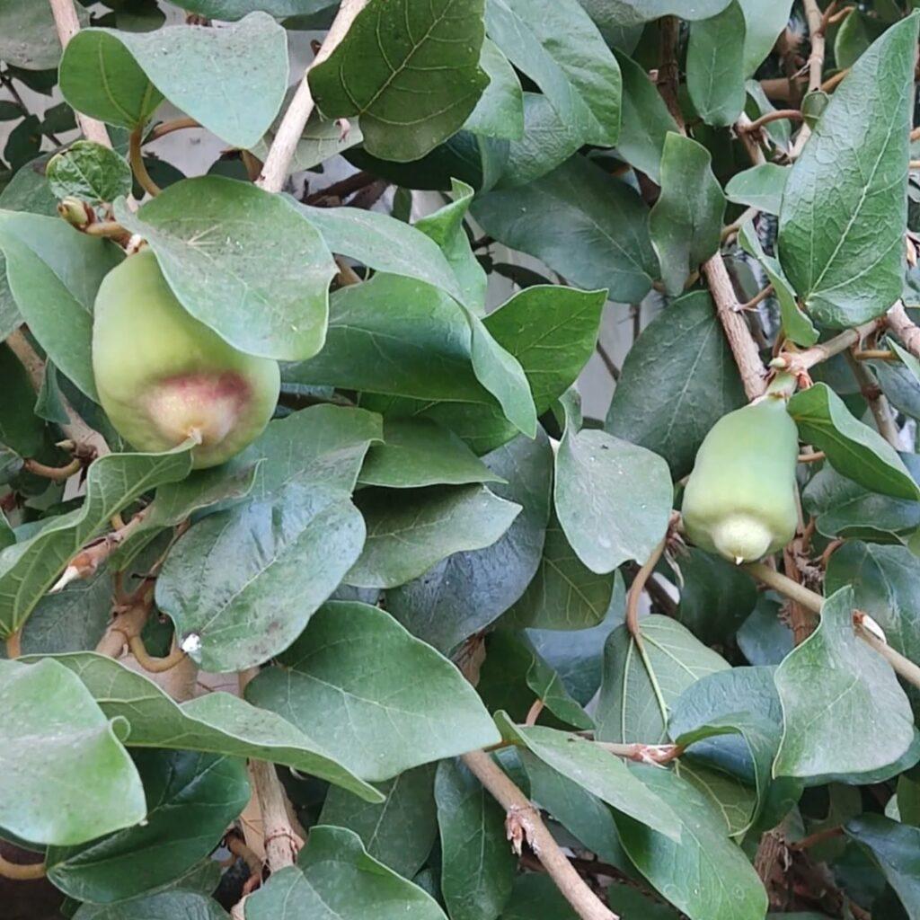 Удивительные цветы появились на 150-летнем фикусе в оранжерее Одесского ботсада