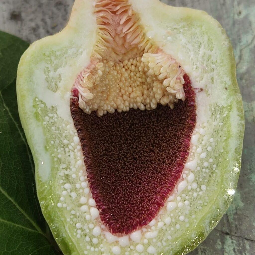 Удивительные цветы появились на 150-летнем фикусе в оранжерее Одесского ботсада