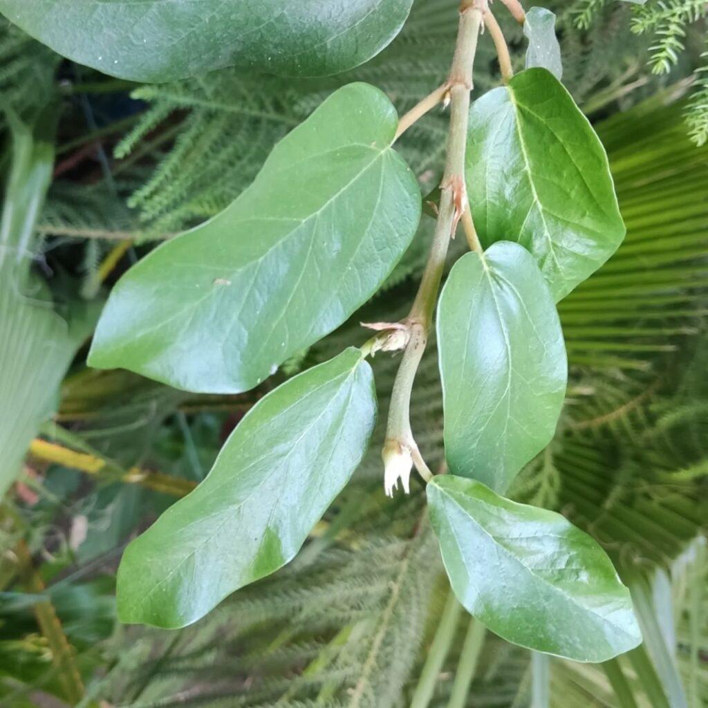 Удивительные цветы появились на 150-летнем фикусе в оранжерее Одесского ботсада