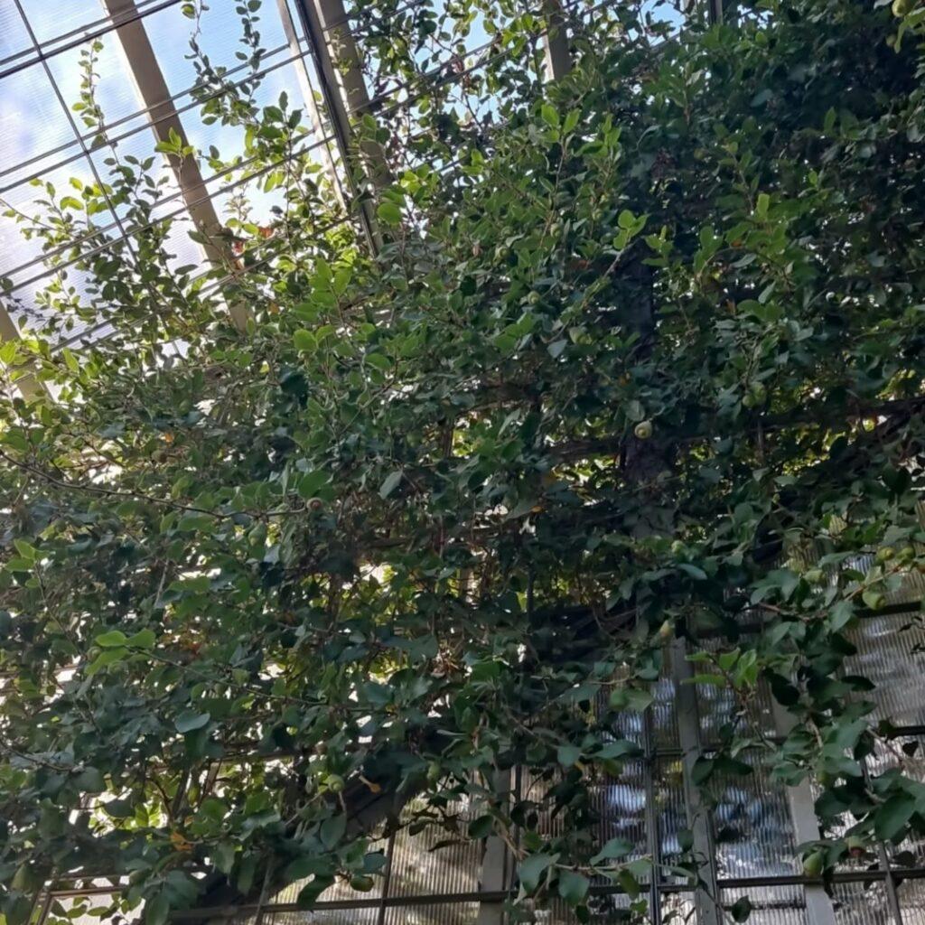 Удивительные цветы появились на 150-летнем фикусе в оранжерее Одесского ботсада