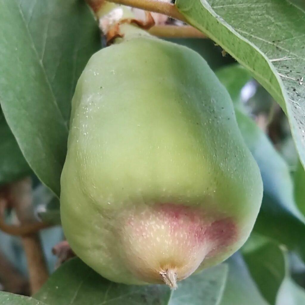 Удивительные цветы появились на 150-летнем фикусе в оранжерее Одесского ботсада