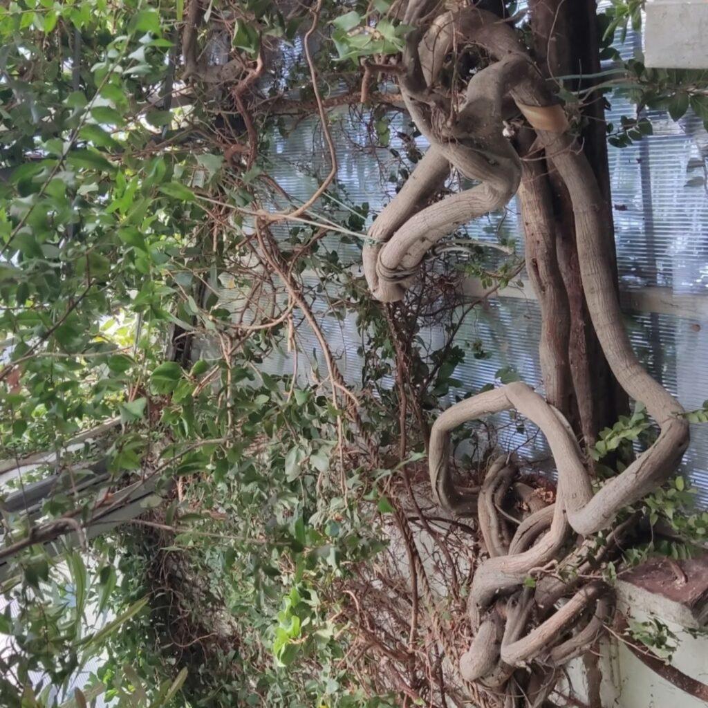 Удивительные цветы появились на 150-летнем фикусе в оранжерее Одесского ботсада