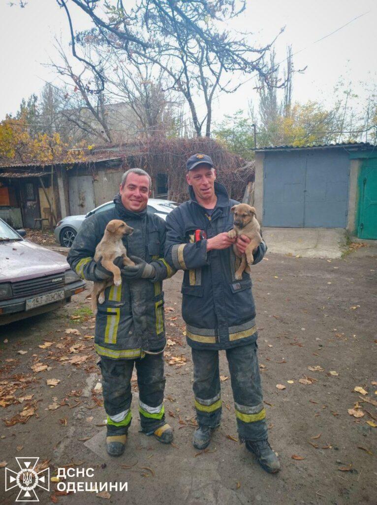 В Одесі врятували двох цуценят, що застрягли між гаражами