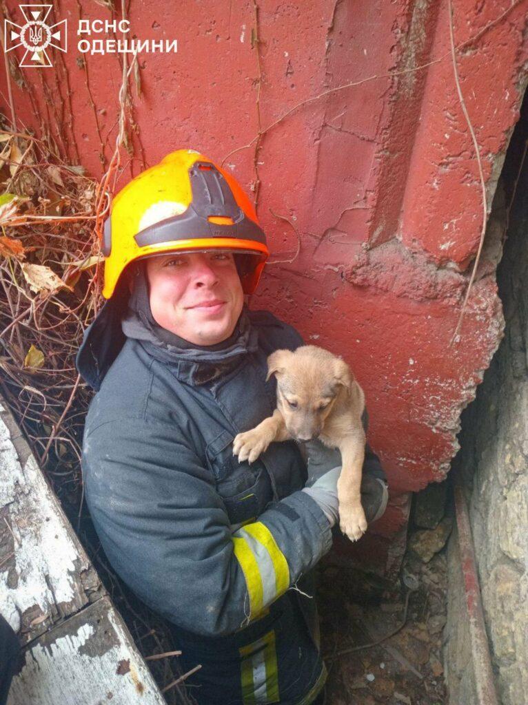 В Одесі врятували двох цуценят, що застрягли між гаражами