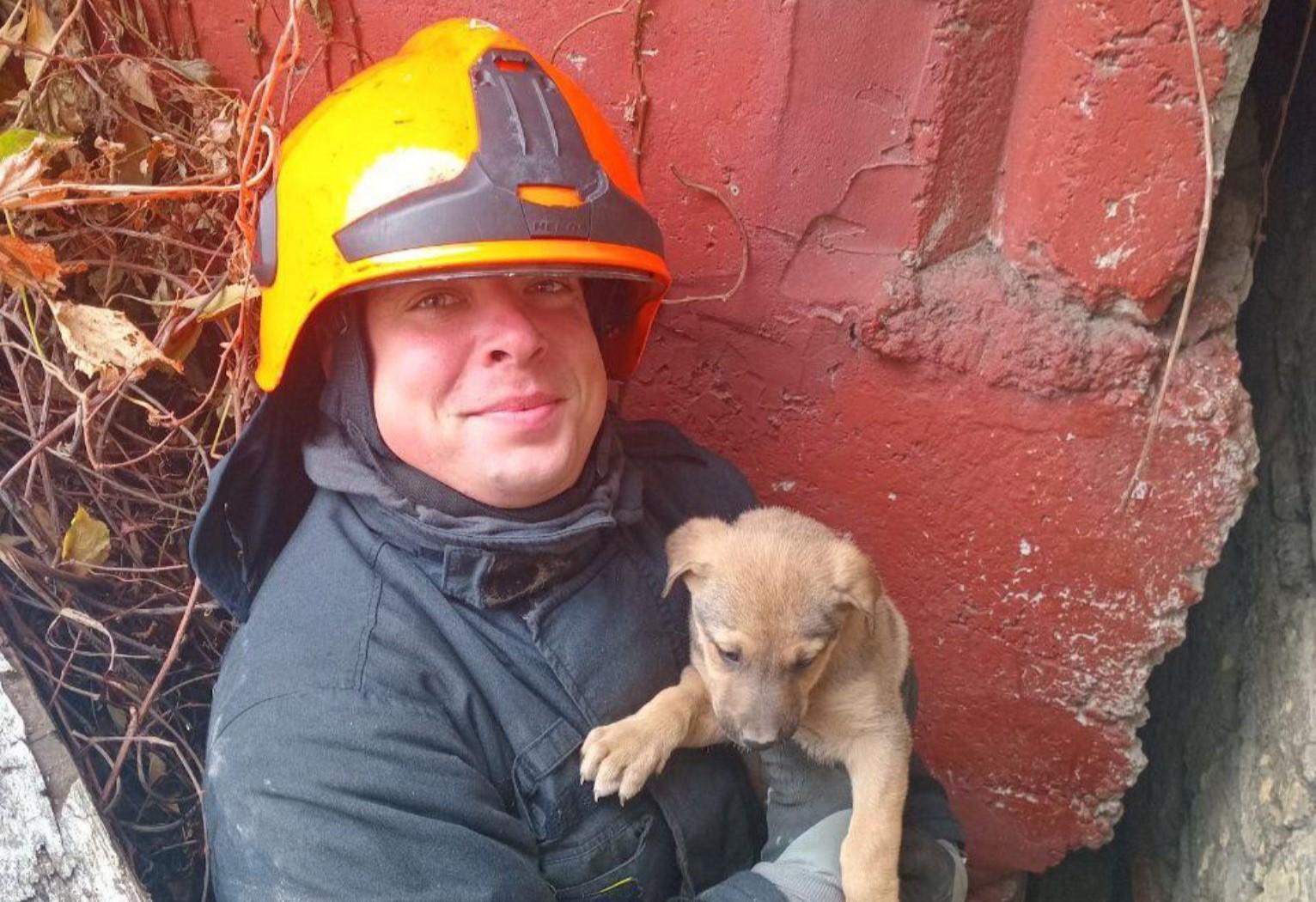 В Одесі врятували двох цуценят, що застрягли між гаражами