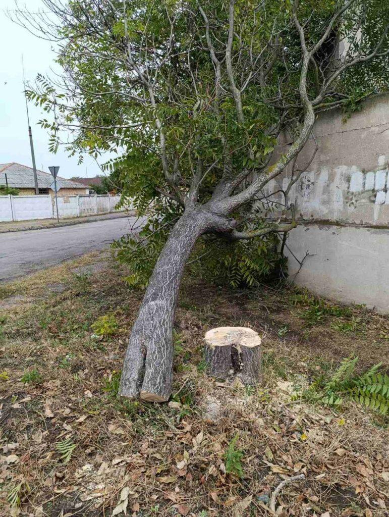 Незаконна вирубка дерев на Одещині: порушника притягнули до відповідальності Незаконна вирубка дерев на Одещині: порушника притягнули до відповідальності