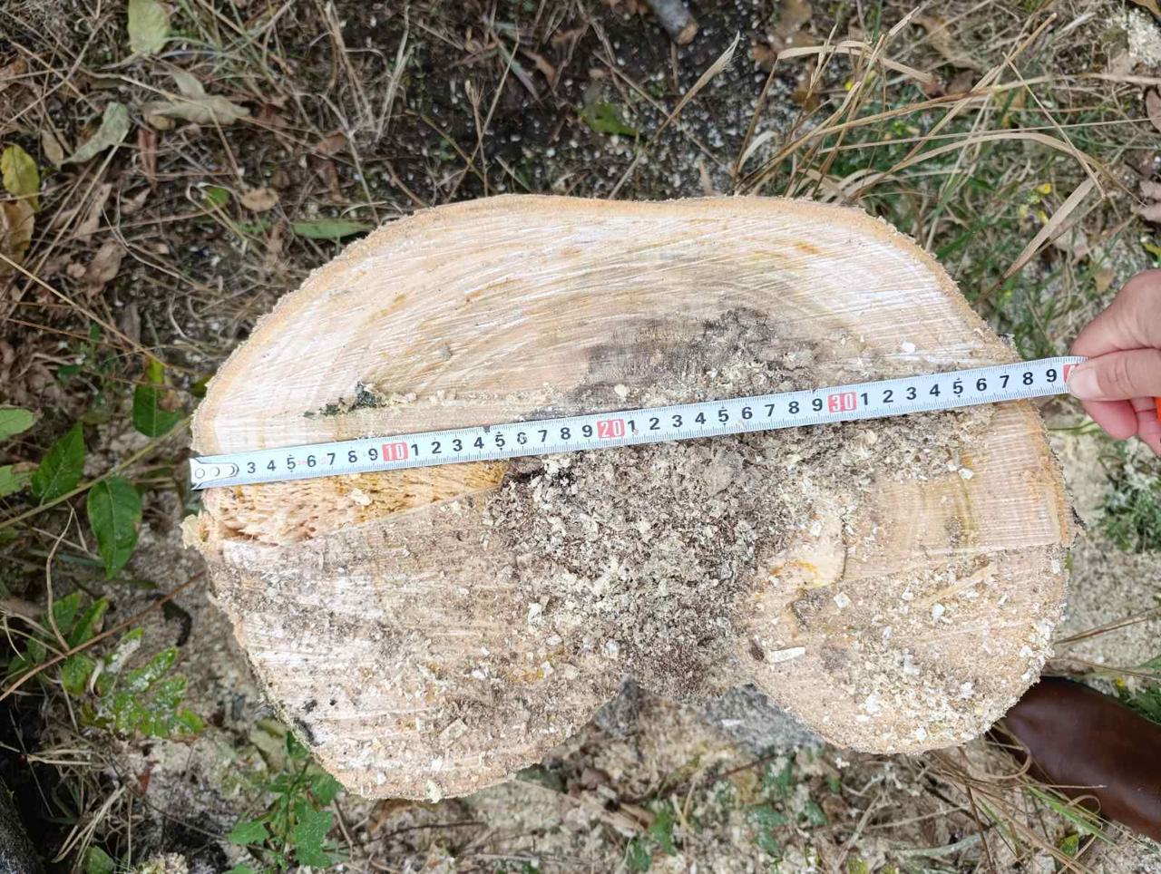 Незаконна вирубка дерев на Одещині: порушника притягнули до відповідальності Незаконна вирубка дерев на Одещині: порушника притягнули до відповідальності