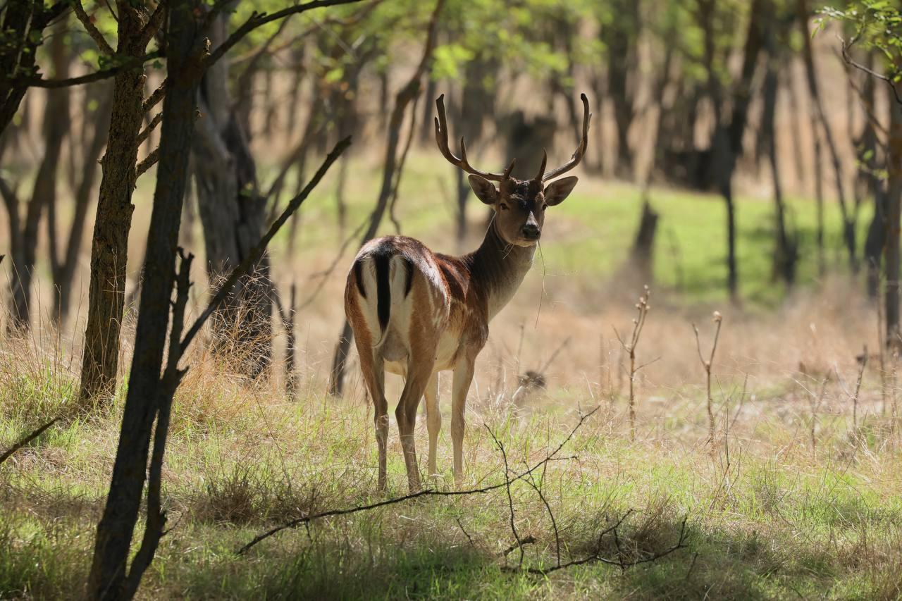 Жители Одесской области пытаются защитить свои сады от диких оленей и ланей