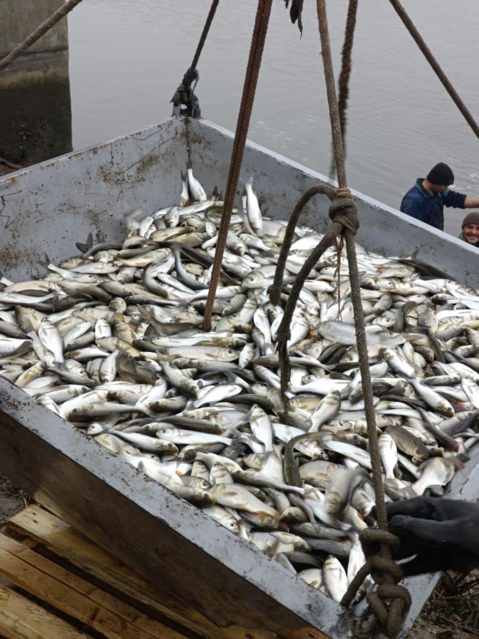 В Одесской области в Днестровский лиман выпустили молодь толстолоба, коропа и амура (фото) В Одесской области в Днестровский лиман выпустили молодь толстолоба, коропа и амура (фото)