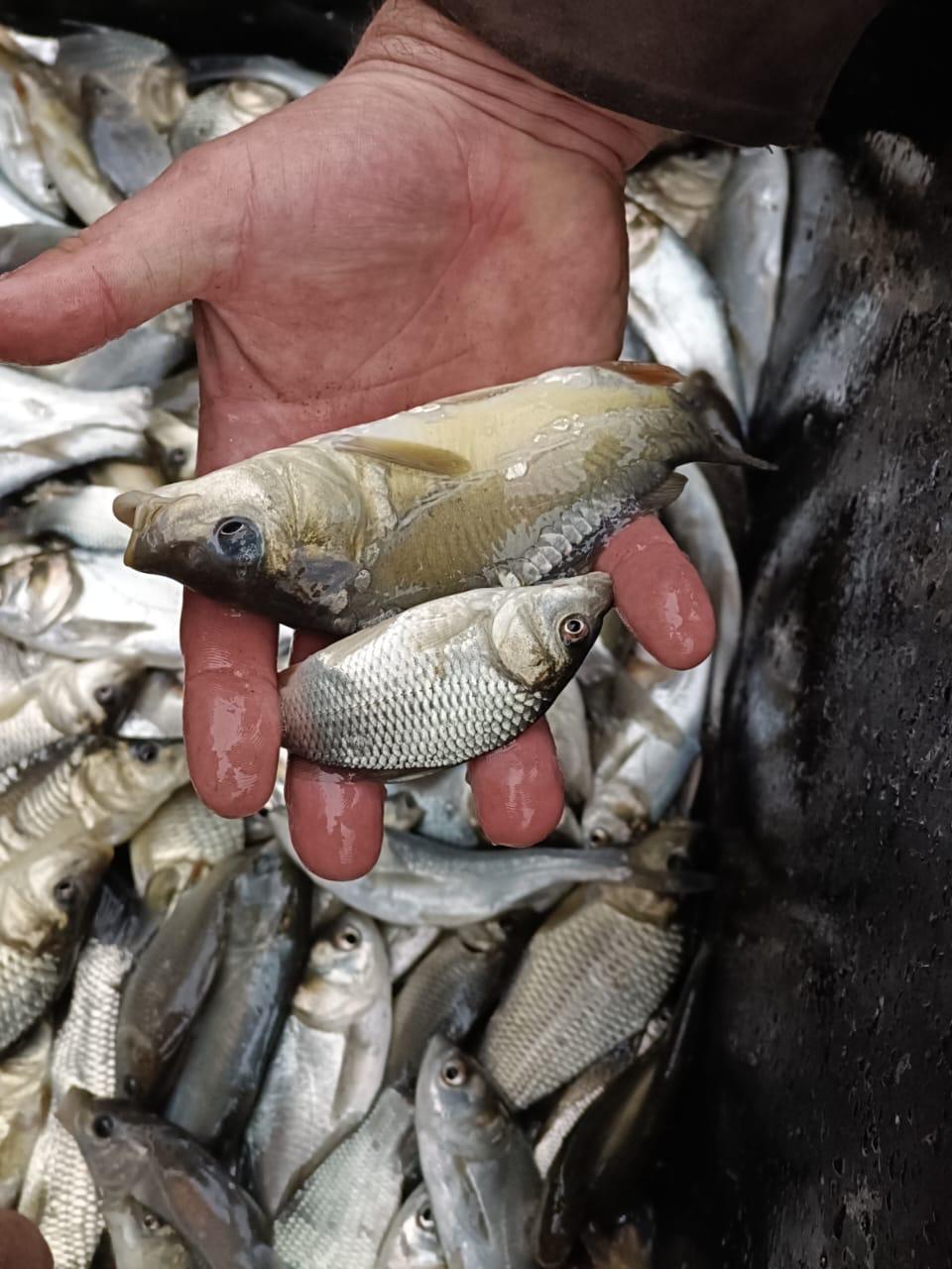 В Одесской области в Днестровский лиман выпустили молодь толстолоба, коропа и амура (фото) В Одесской области в Днестровский лиман выпустили молодь толстолоба, коропа и амура (фото)