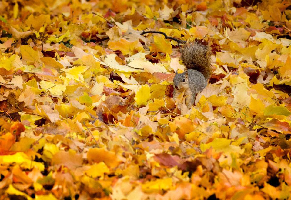 Без дощу, але не без сюрпризів: якою буде погода в Одесі та області 25 листопада