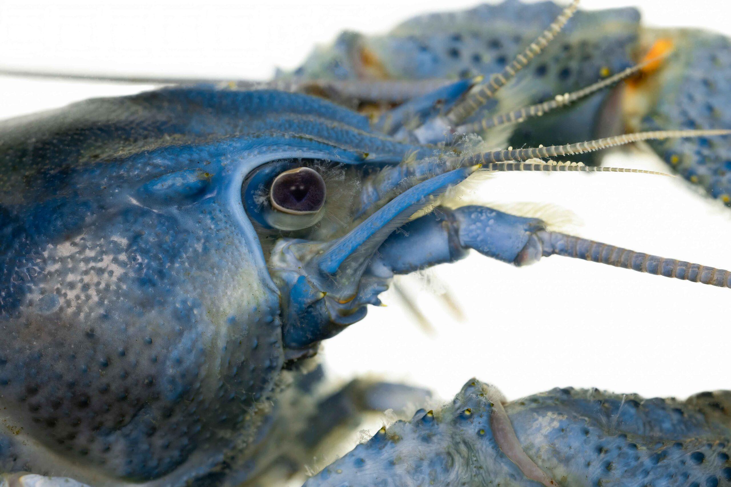 Сезон тиші: екоінспекція встановлює заборону на вилов раків до кінця червня 2026 року