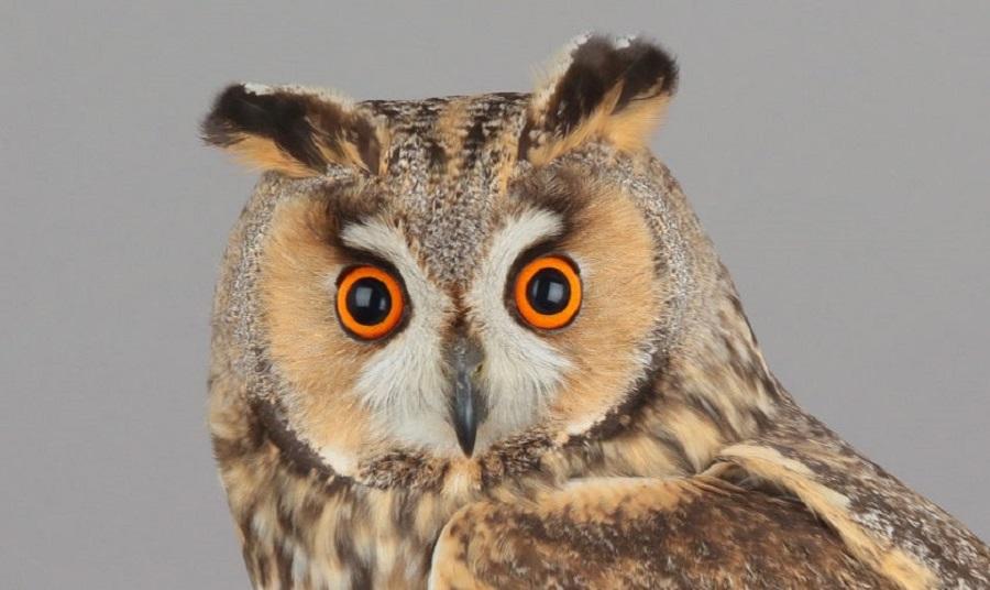 Рідкісний вухатий птах потрапив в об’єктив камери на Одещині Рідкісний вухатий птах потрапив в об’єктив камери на Одещині