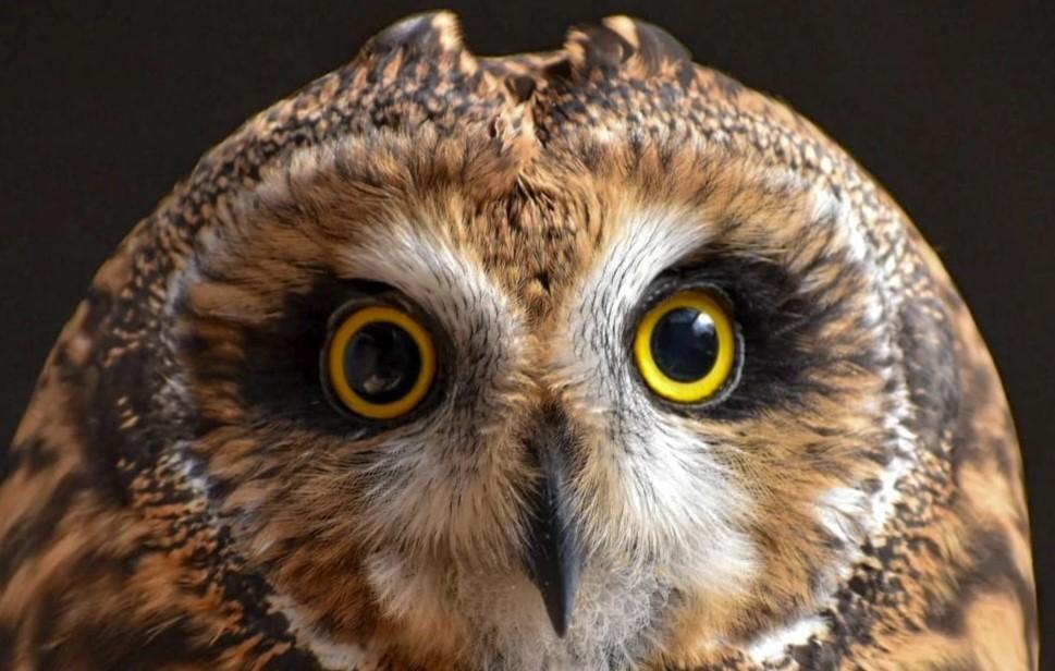 Раритетного хижака зазнімкували в Одеській області