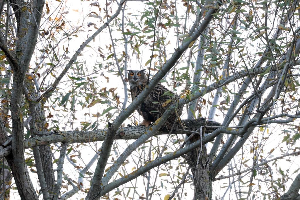 Чотирьох пугачів випустили в дику природу на Одещині